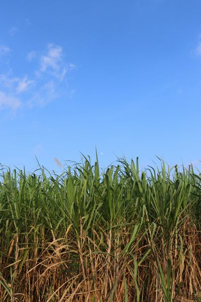 Sugar Industry — forging application context